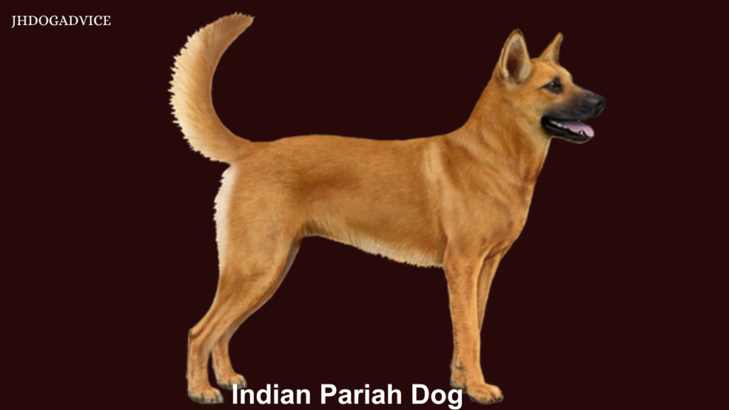 Top 20 Best Indian Dog Breeds