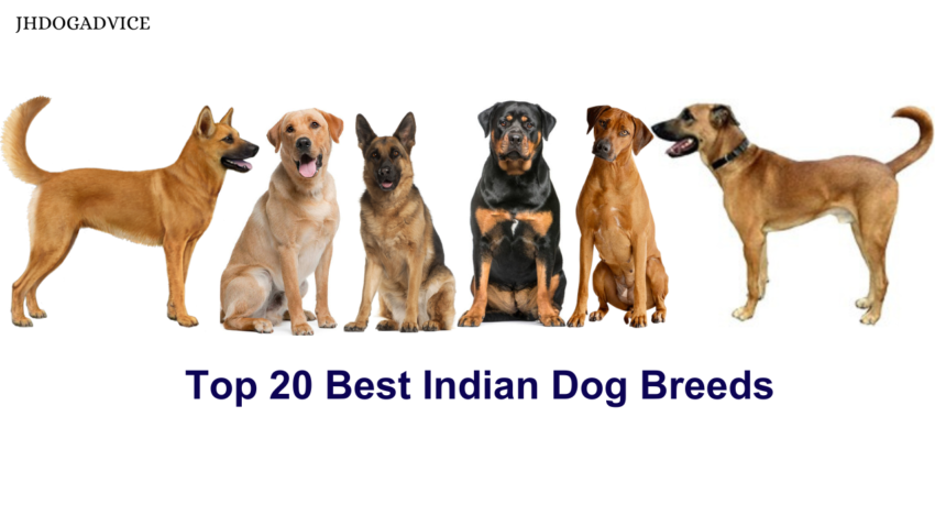 Top 20 Best Indian Dog Breeds