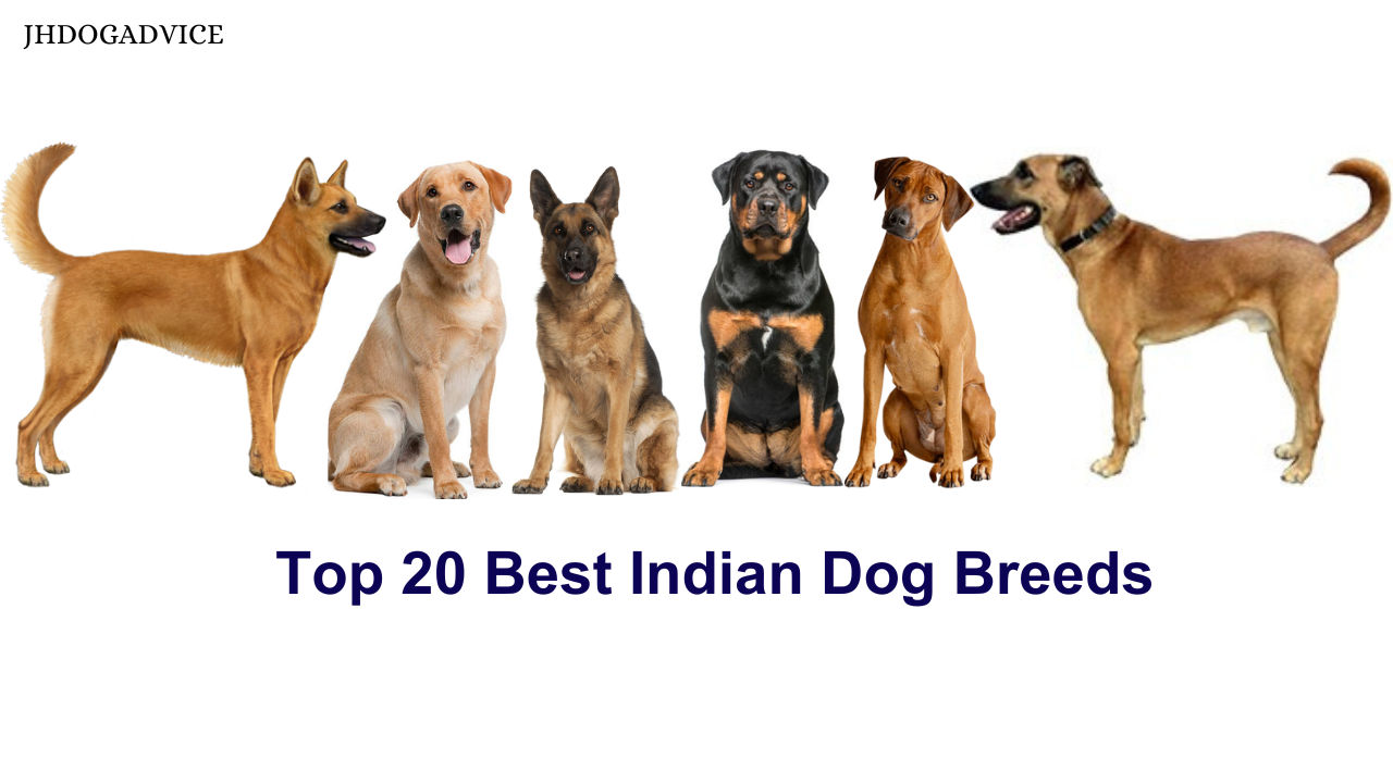 Top 20 Best Indian Dog Breeds - JH DOG ADVICE