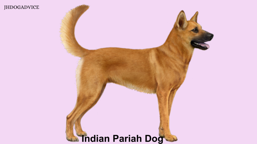 20 Best Dog Breeds for Indian Homes