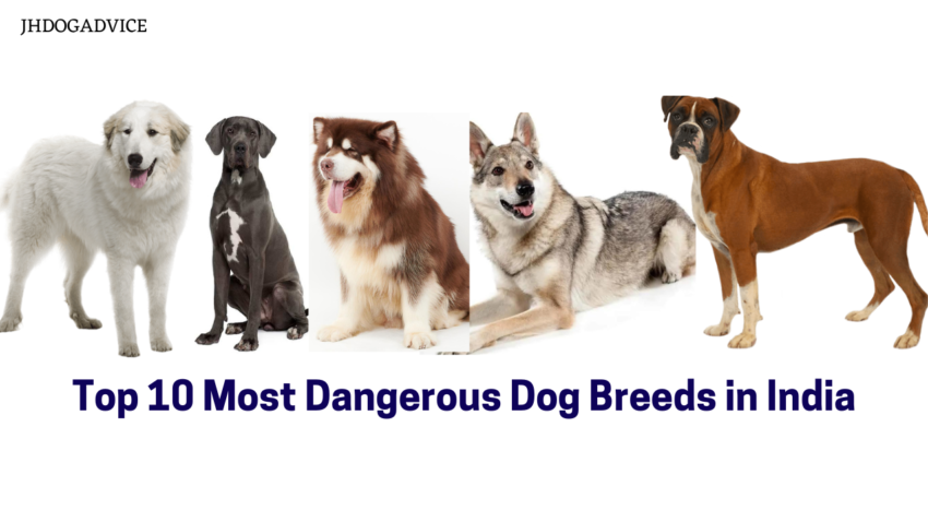 Top 10 Most Dangerous Dog Breeds in India