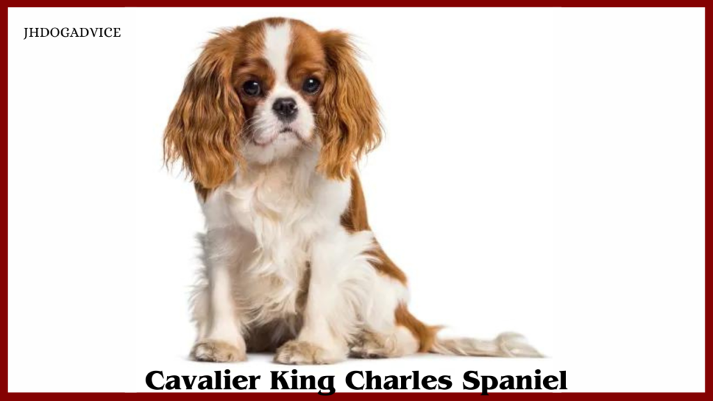 Dog Breeds for Apartments