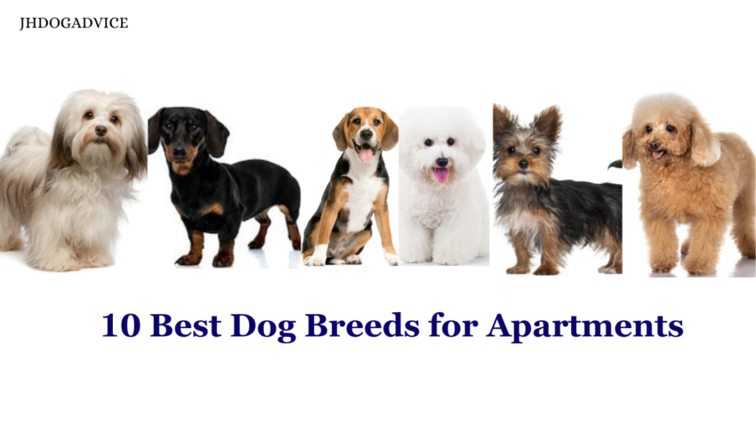 10 Best Dog Breeds for Apartments