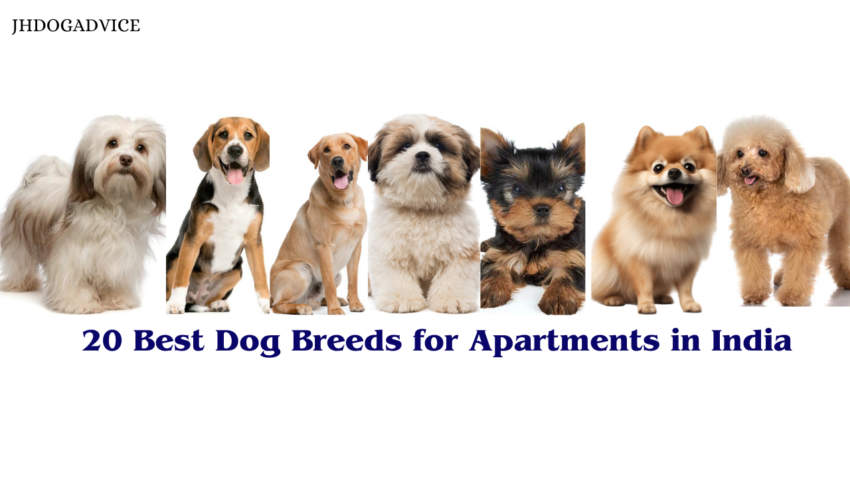 20 Best Dog Breeds for Apartments in India