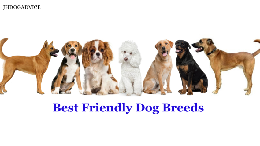 Best Friendly Dog Breeds