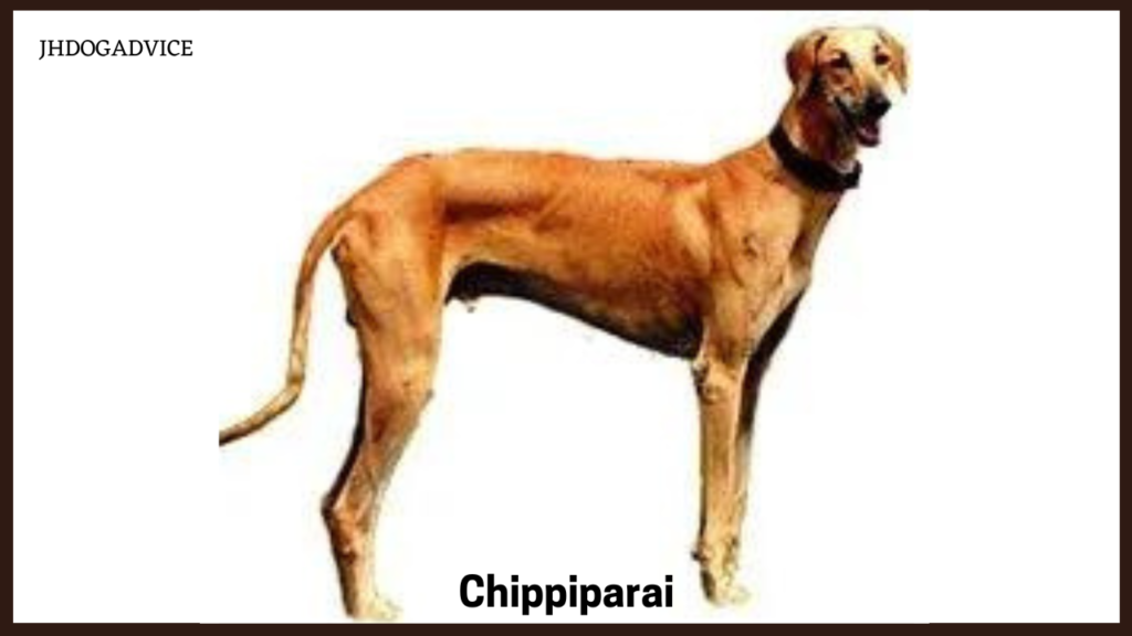 10 Most Aggressive Indian Dog Breeds