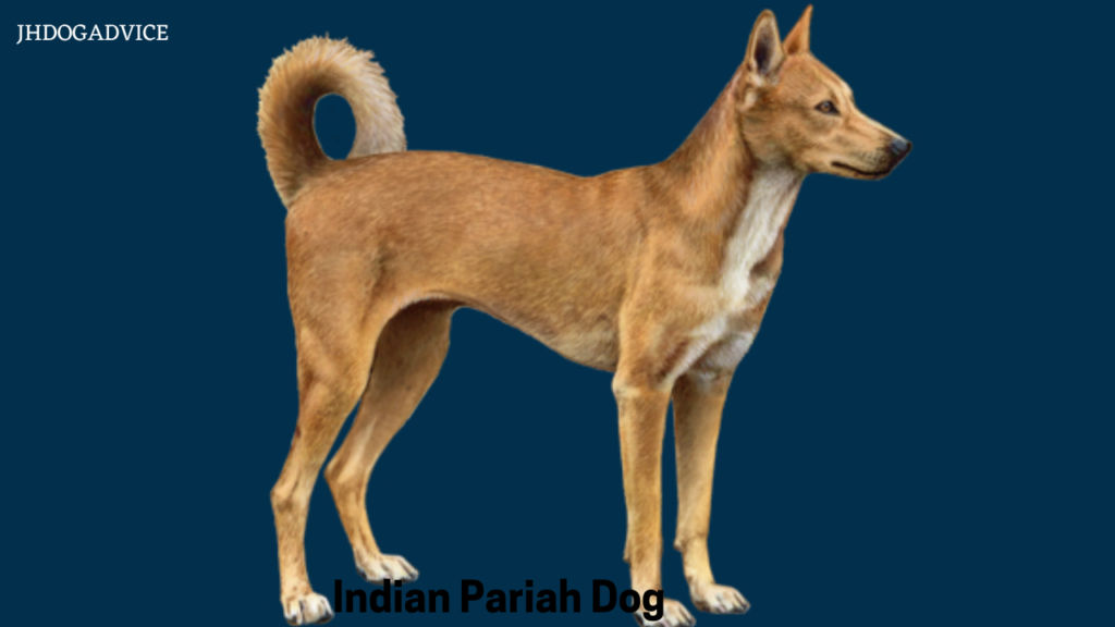 Most Aggressive Indian Dog Breeds