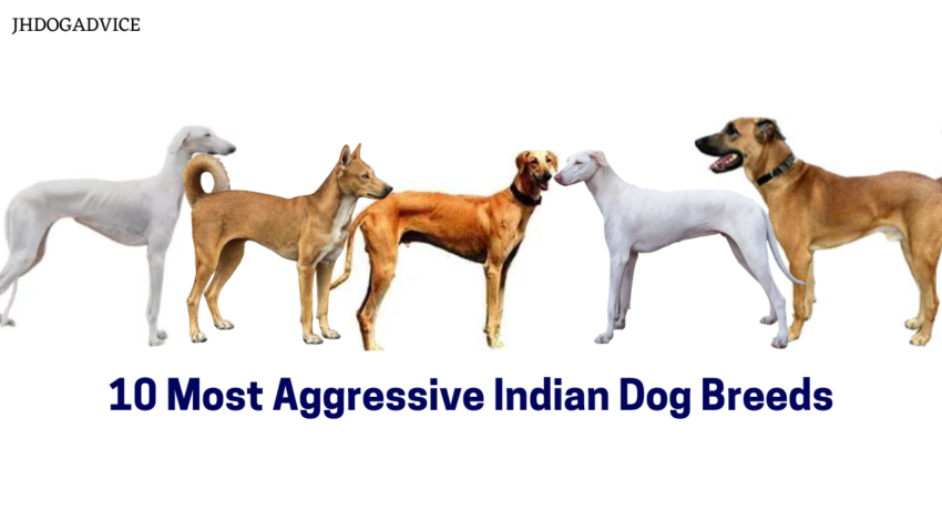 10 Most Aggressive Indian Dog Breeds