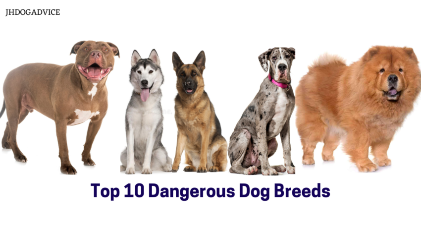 Top 10 Dangerous Dog Breeds