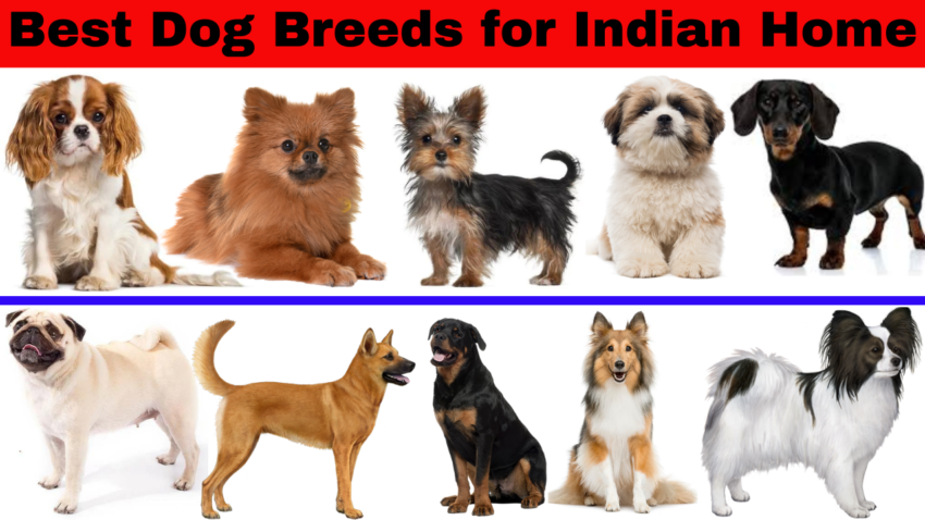 Best Dog Breeds for Indian Home