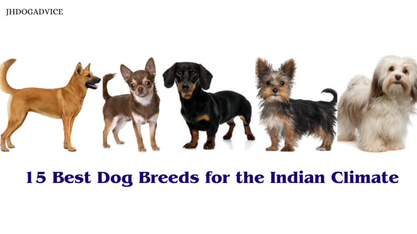 15 Best Dog Breeds for the Indian Climate