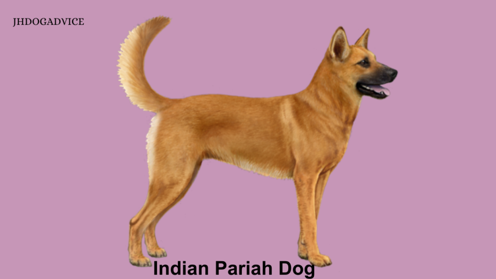 Kid-Friendly Dog Breeds in India