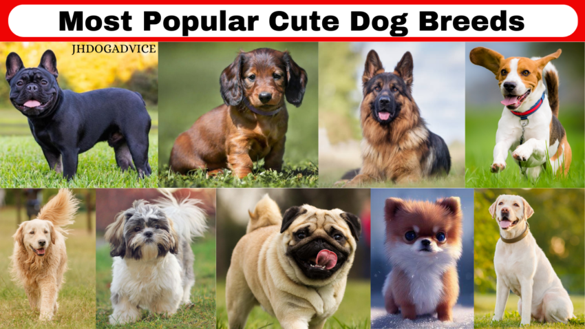 Most Popular Cute Dog Breeds