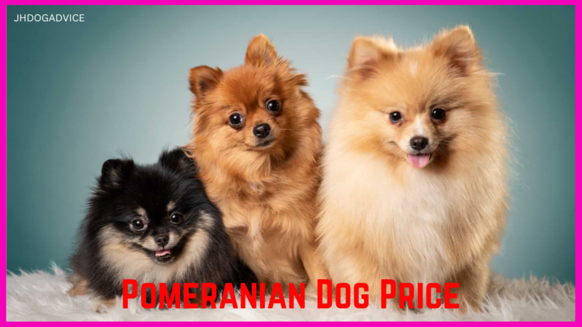 Pomeranian Dog Price