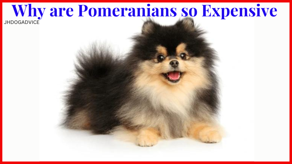 Pomeranian Dog Price
